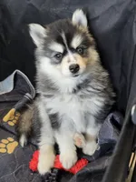 Girl 2 mini, a female Pomsky for sale in Jacksonville, NC – 5 of 7