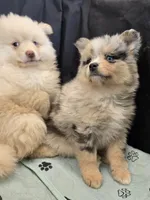 Toy Cream, a male Pomsky for sale in Jacksonville, NC – 7 of 10