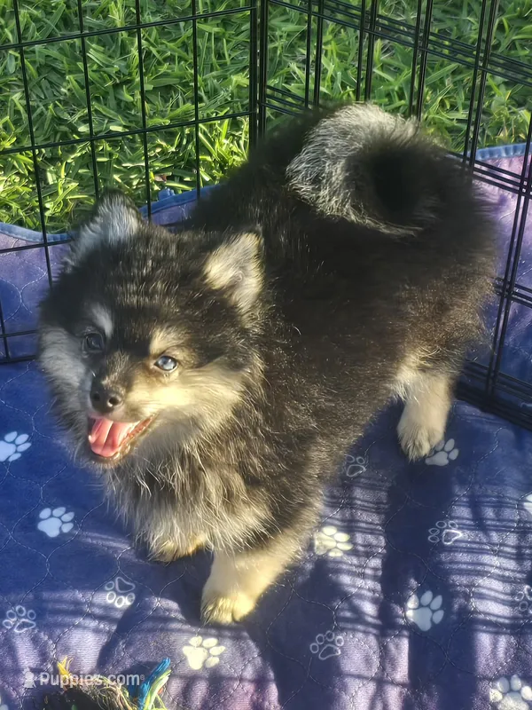 Black toy size – Pomsky puppy for sale in Jacksonville, NC