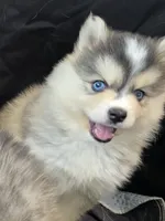Girl 1 mini, a female Pomsky for sale in Jacksonville, NC – 8 of 10