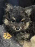 Black toy/mini, a male Pomsky for sale in Jacksonville, NC – 4 of 5