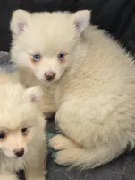 Big cream toy/mini, a male Pomsky for sale in Jacksonville, NC – 5 of 10