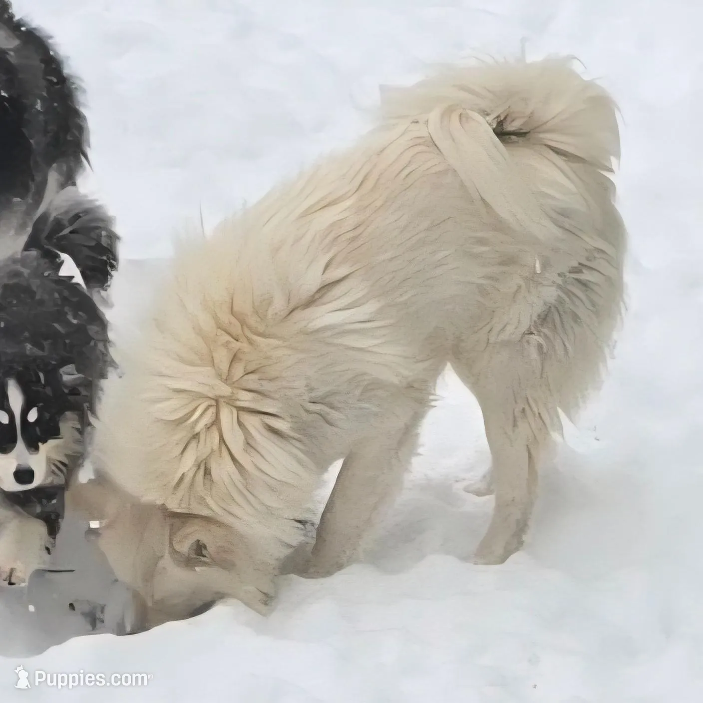 Kai, a male Pomsky for sale in Jacksonville, NC – Photo 3 of 6