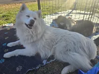 Kai, a male Pomsky for sale in Jacksonville, NC – Photo 4 of 6