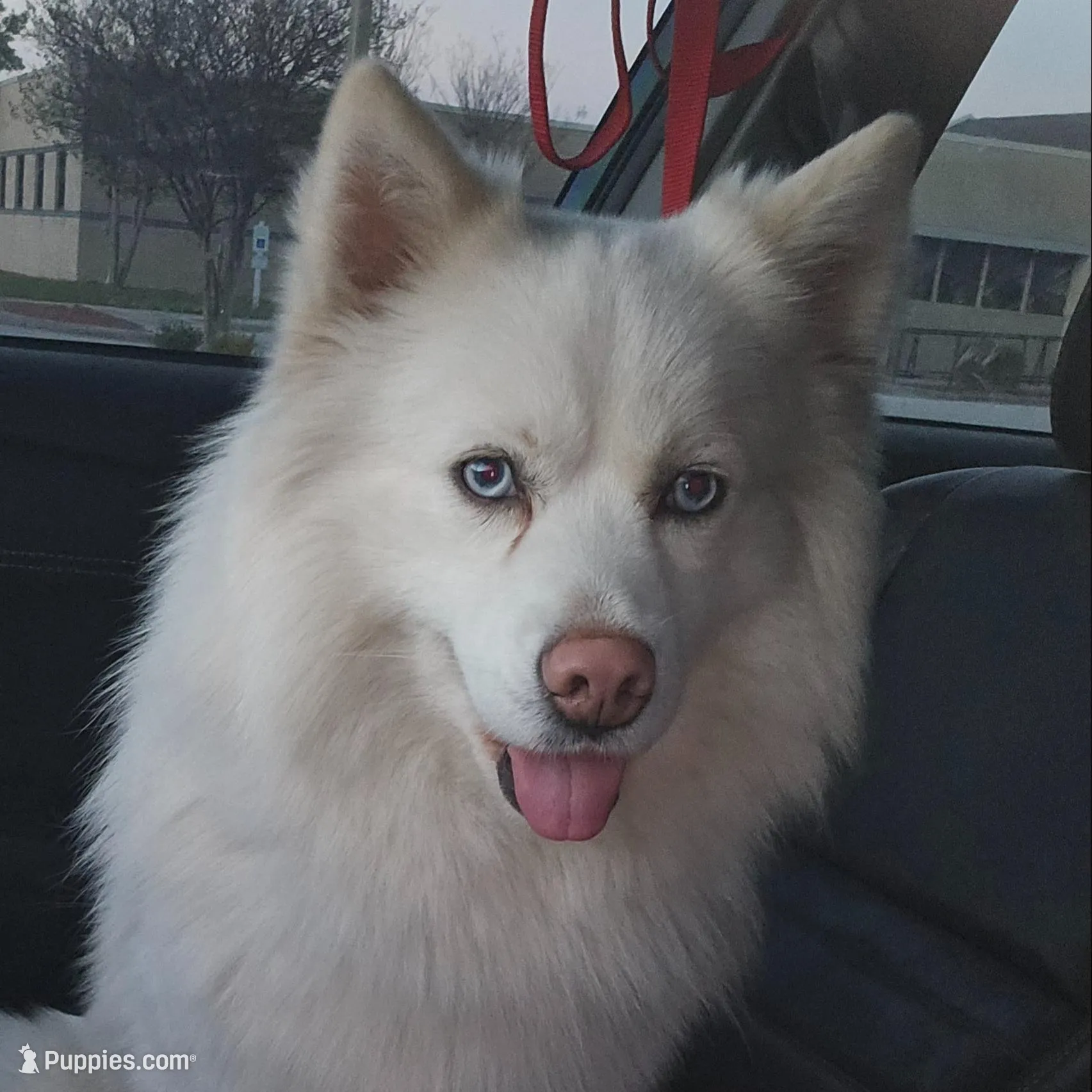 Kai – Pomsky puppy for sale in Jacksonville, NC