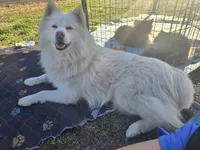 Kai, a male Pomsky for sale in Jacksonville, NC – Photo 6 of 6