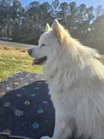 Kai, a male Pomsky for sale in Jacksonville, NC – Photo 2 of 6