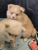 Toy red Merle, a male Pomsky for sale in Jacksonville, NC – 10 of 10