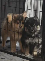 Black toy size, a male Pomsky for sale in Jacksonville, NC – 8 of 8
