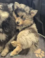 Merle toy/mini, a male Pomsky for sale in Jacksonville, NC – 3 of 9