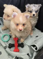 Toy red Merle, a male Pomsky for sale in Jacksonville, NC – 4 of 10