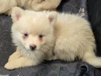 Big cream toy/mini, a male Pomsky for sale in Jacksonville, NC – 4 of 10