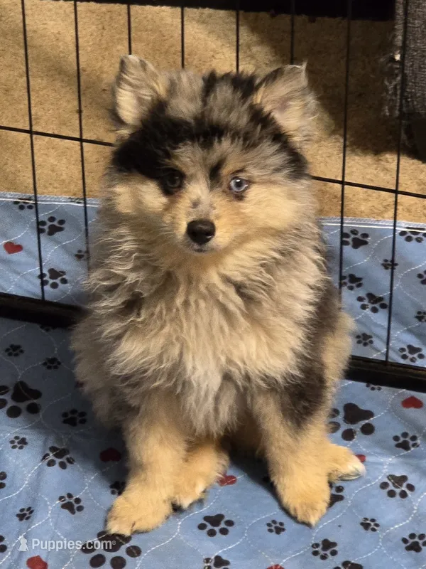Merle toy/mini – Pomsky puppy for sale in Jacksonville, NC