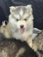 Girl 3 mini, a female Pomsky for sale in Jacksonville, NC – 6 of 10