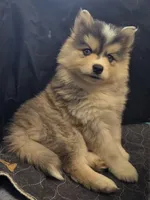 Girl 1 mini, a female Pomsky for sale in Jacksonville, NC – 6 of 10