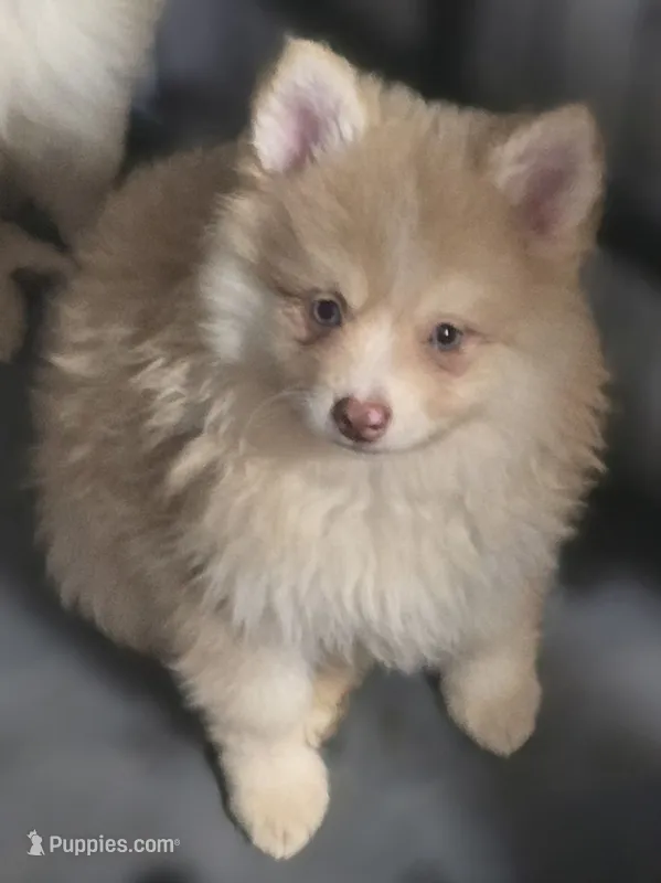 Toy red Merle – Pomsky puppy for sale in Jacksonville, NC