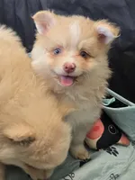 Toy red Merle, a male Pomsky for sale in Jacksonville, NC – 7 of 10