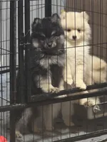 Black toy size, a male Pomsky for sale in Jacksonville, NC – 7 of 8