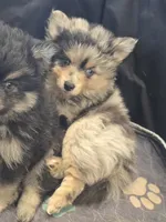 Merle toy/mini, a male Pomsky for sale in Jacksonville, NC – 8 of 9