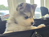Girl 3 mini, a female Pomsky for sale in Jacksonville, NC – 3 of 10