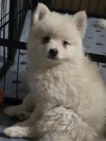 Cream toy/mini, a male Pomsky for sale in Jacksonville, NC – 1 of 7