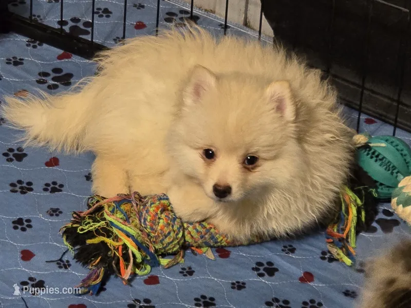 Lil Cream toy size – Pomsky puppy for sale in Jacksonville, NC