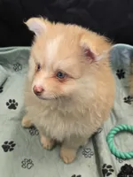 Toy red Merle, a male Pomsky for sale in Jacksonville, NC – 5 of 10
