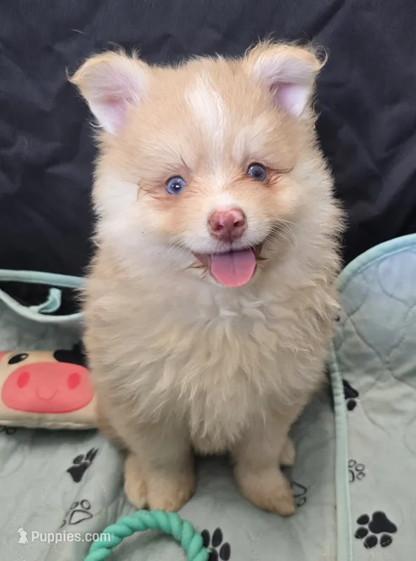 Toy red Merle – Pomsky puppy for sale in Jacksonville, NC