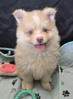 Toy red Merle, a male Pomsky for sale in Jacksonville, NC – 1 of 10