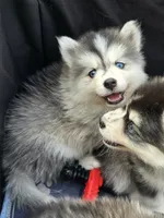 Girl 4 mini, a female Pomsky for sale in Jacksonville, NC – 5 of 9