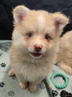 Toy red Merle, a male Pomsky for sale in Jacksonville, NC – 2 of 10