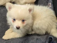 Big cream toy/mini, a male Pomsky for sale in Jacksonville, NC – 3 of 10