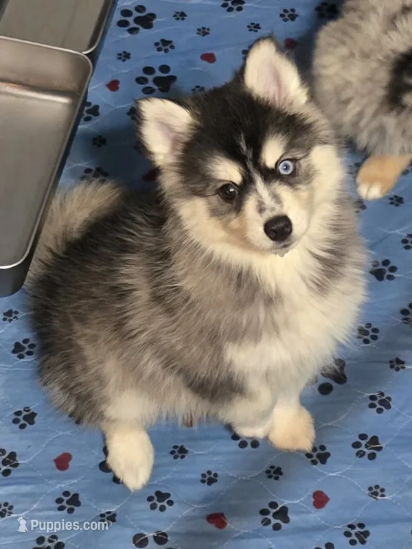 Girl 2 mini – Pomsky puppy for sale in Jacksonville, NC