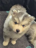 Girl 3 mini, a female Pomsky for sale in Jacksonville, NC – 9 of 10