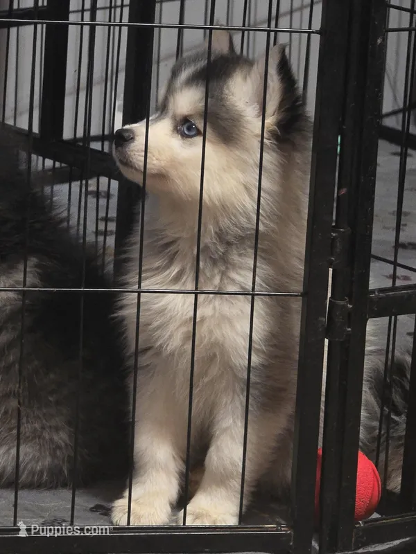Girl 4 mini – Pomsky puppy on hold in Jacksonville, NC