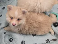 Toy red Merle, a male Pomsky for sale in Jacksonville, NC – 6 of 10