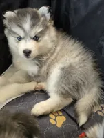 Girl 3 mini, a female Pomsky for sale in Jacksonville, NC – 10 of 10