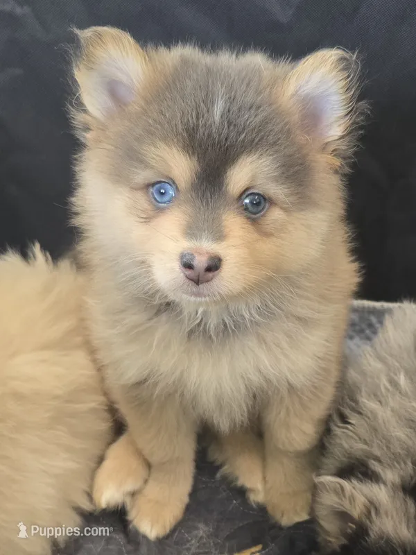 Blue toy/mini – Pomsky puppy for sale in Jacksonville, NC