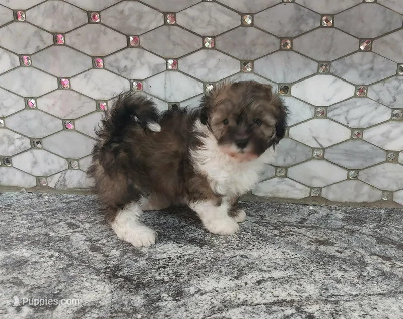 Spencer – Maltipoo puppy for sale in Rockaway, NJ