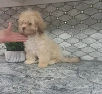 Winnie the pooh, a male Shihpoo for sale in Rockaway, NJ – 3 of 4