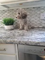 Buddy, a male Maltipoo for sale in Rockaway, NJ – 3 of 3