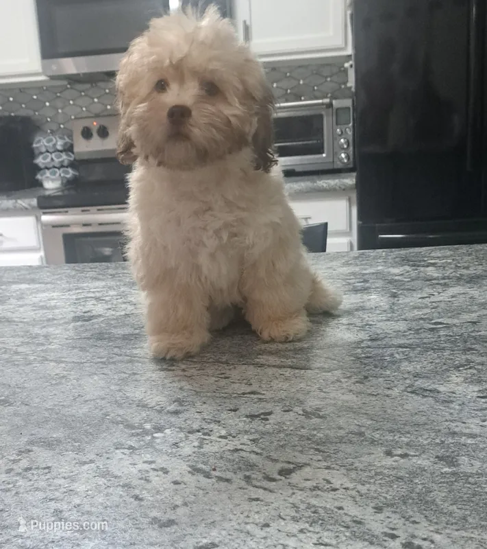 Winnie the pooh – Shihpoo puppy for sale in Rockaway, NJ