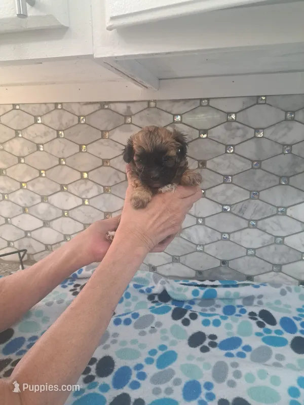 Toby – Maltipoo puppy for sale in Rockaway, NJ