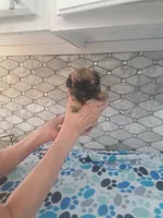 Toby, a male Maltipoo for sale in Rockaway, NJ – 1 of 5