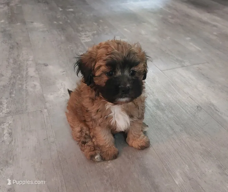 Toby – Maltipoo puppy for sale in Rockaway, NJ