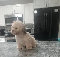 Winnie the pooh, a male Shihpoo for sale in Rockaway, NJ – 4 of 4