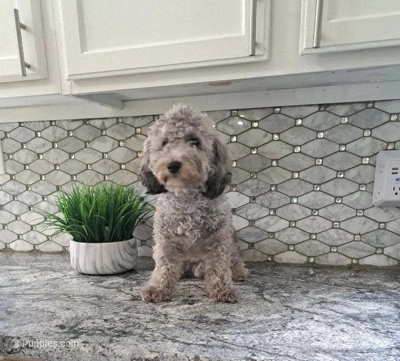 Buddy, a male Maltipoo for sale in Rockaway, NJ – 1 of 3