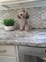 Buddy, a male Maltipoo for sale in Rockaway, NJ – 2 of 3