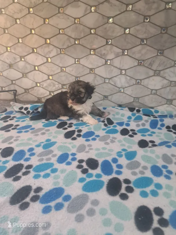 Spencer – Maltipoo puppy for sale in Rockaway, NJ