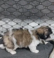 Snickers, a male Shih Tzu for sale in Rockaway, NJ – Photo 4 of 5